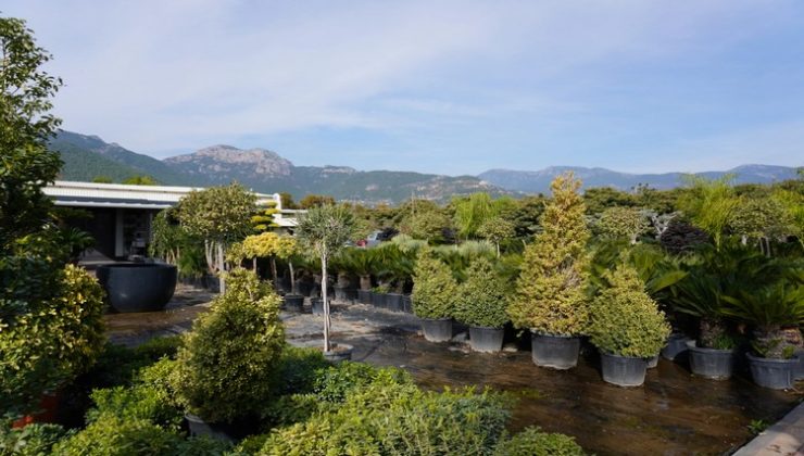 Peyzaj Alanya, Peyzaj Antalya ve Manavgat Peyzaj